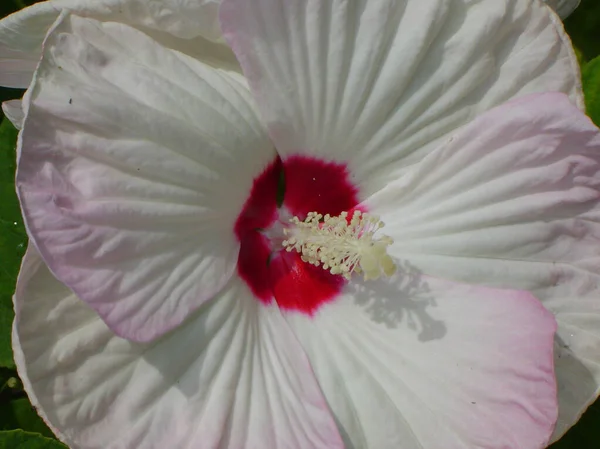 Flor Hibisco Blanco Cerca — Foto de Stock