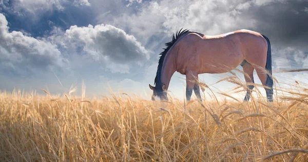 Horse Grazing Field Rendering — Stock Photo, Image