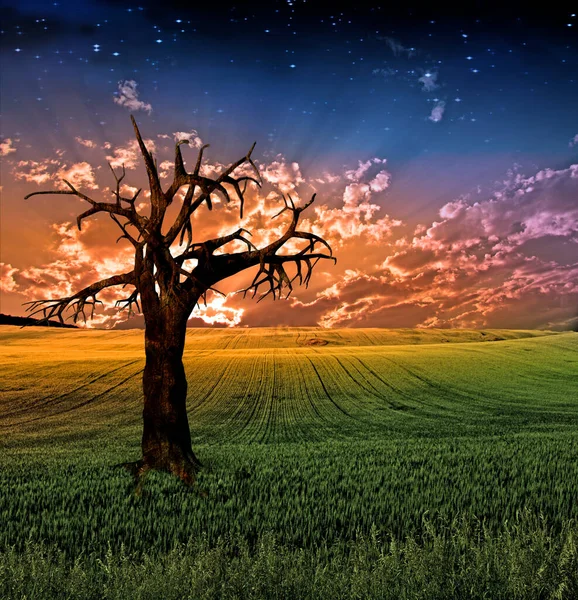 Surreal Sunset Field Rendering — Foto Stock