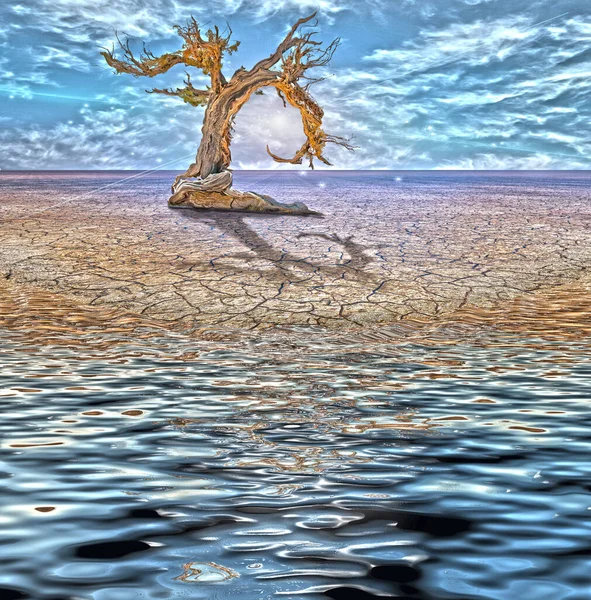 Desert Flood Tree — Stock Photo, Image