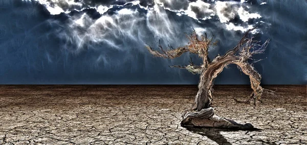 Gamla Desert Tree Rendering — Stockfoto