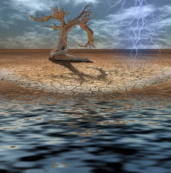砂漠の洪水と古い木 — ストック写真