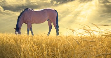 Tarlada at otluyor. 3B görüntüleme