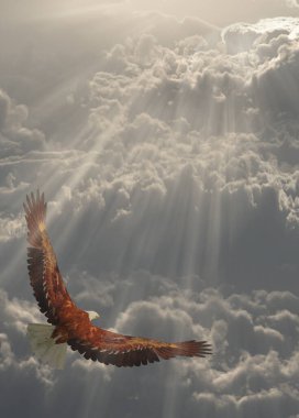 Kartal bulutlarda uçuyor