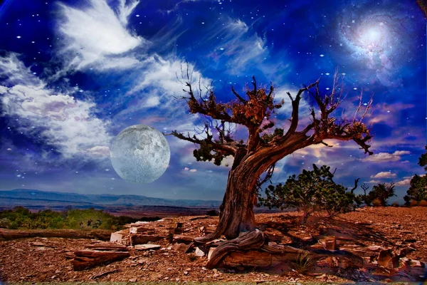 Albero Del Deserto Notte Rendering — Foto Stock