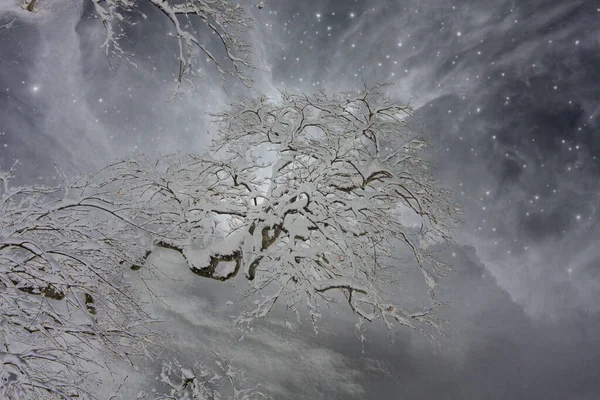 Muted Color Sky Japanese Maple — Stock Photo, Image