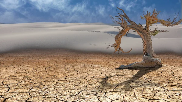 Мертвое Дерево Пустыне — стоковое фото