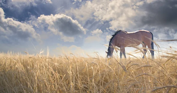 Pâturage Chevaux Dans Les Champs Rendu — Photo