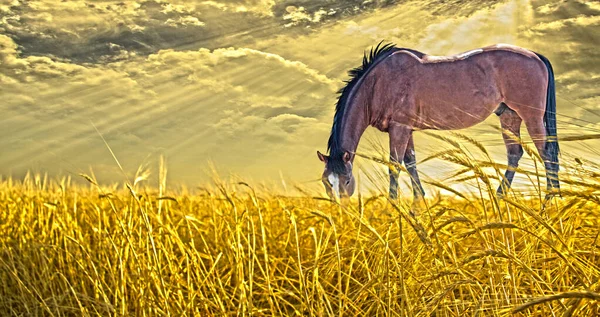 Pâturage Chevaux Dans Les Champs Rendu — Photo