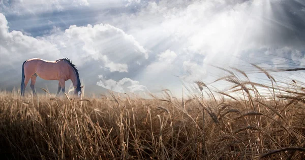 Horse Field Sunbeams Rendering — Stock Photo, Image