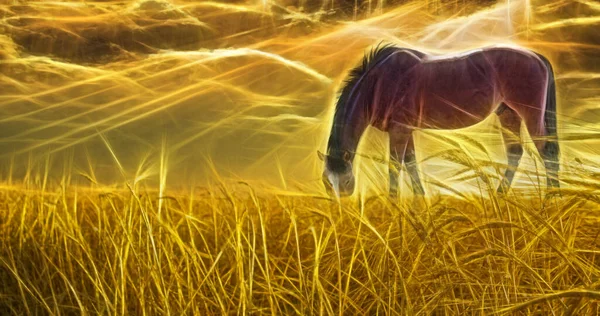 Horse Grazing Sun Drenched Field — Stock Photo, Image