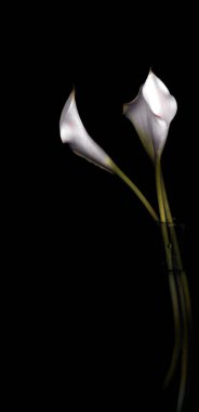 Siyah arkaplanda güzel beyaz lale