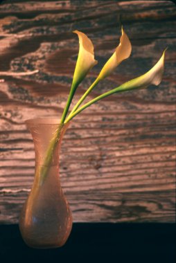 Vazodaki güzel çiçekler yakın görünüm