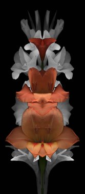 Arkadaki güzel çiçeğe yaklaş.