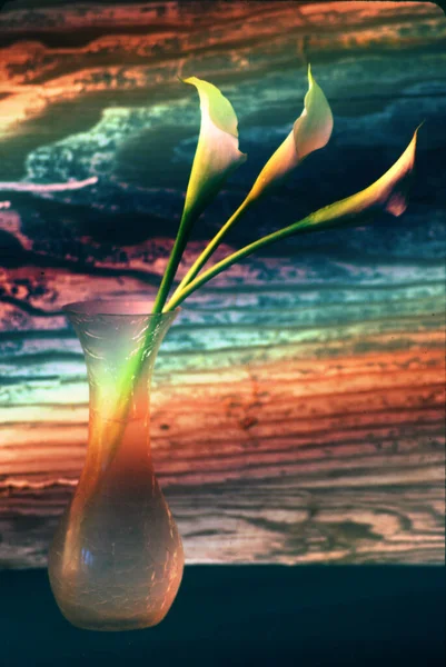 Belles Fleurs Vase Vue Rapprochée — Photo