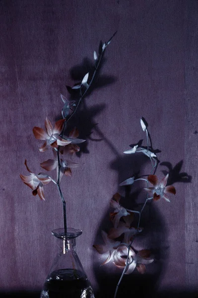 Beautiful Botanical Shot Natural Wallpaper Flowers — Stock Photo, Image