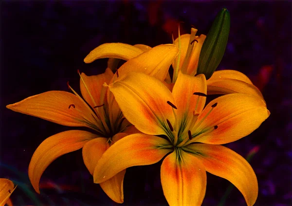 Beautiful Lily Flowers Floral Background Watercolor Illustration — Fotografia de Stock