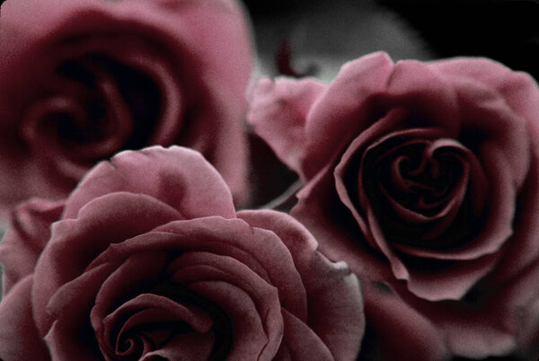 Tender beautiful roses, close up
