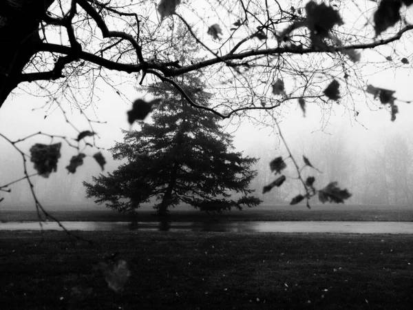 草场上的树在雾 雾和露水中生长 图像为黑白图像 — 图库照片