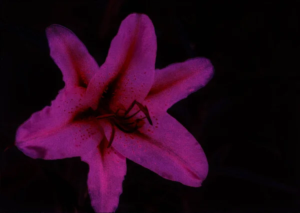 美しいユリの花のショット 自然壁紙 — ストック写真