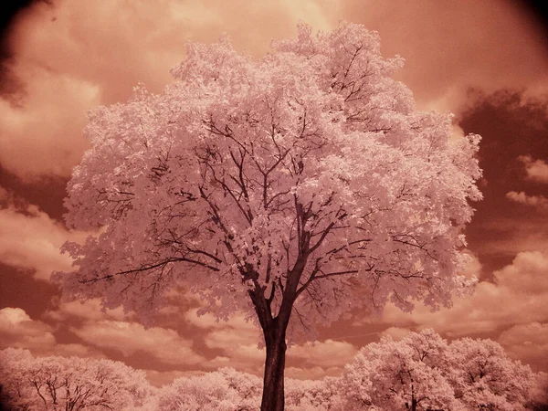 Albero Solitario Bellissimo Paesaggio — Foto Stock