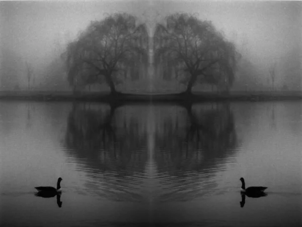 Cisnes Lago Oscuro Árboles Espejados —  Fotos de Stock