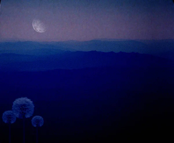 Fleurs Pissenlit Sur Fond Ciel Abstrait Lune — Photo
