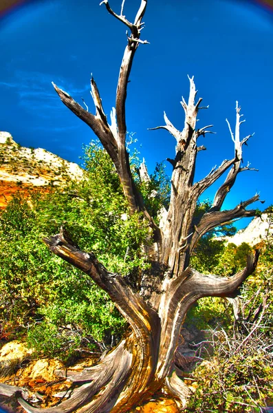 Сушене Дерево Голими Гілками Природному Ландшафті — стокове фото