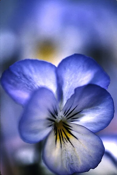 Schöne Botanische Aufnahme Natürliche Tapete — Stockfoto