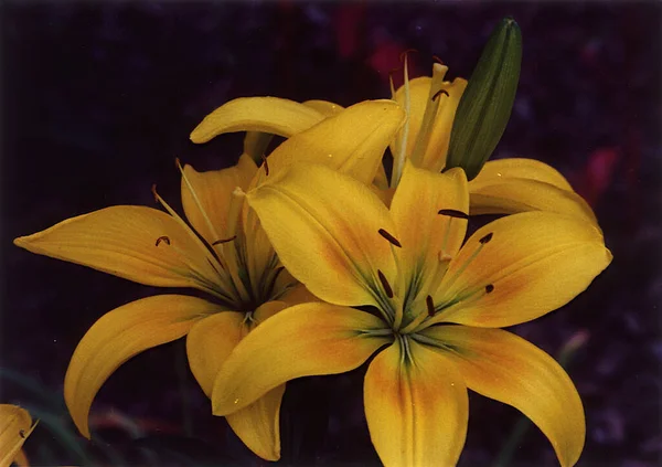 Gyönyörű Liliom Virágok Virágos Háttér Akvarell Illusztráció — Stock Fotó