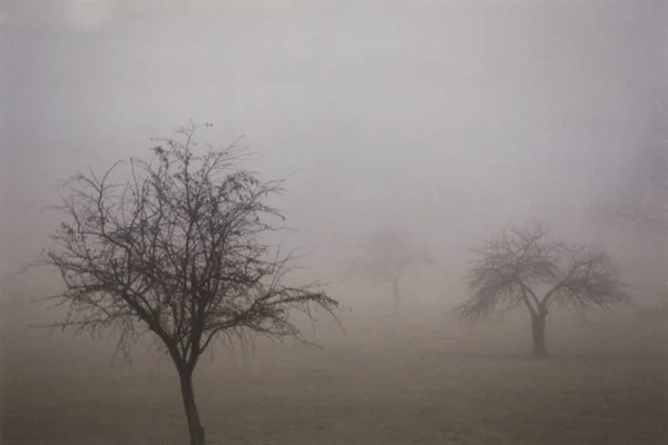 Alberi Mezzo Nebbia Nebbia Rugiada — Foto Stock