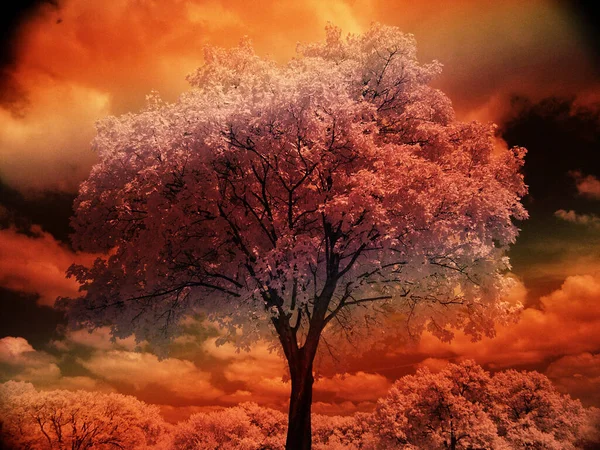 Lonely Tree Beautiful Landscape — Stockfoto