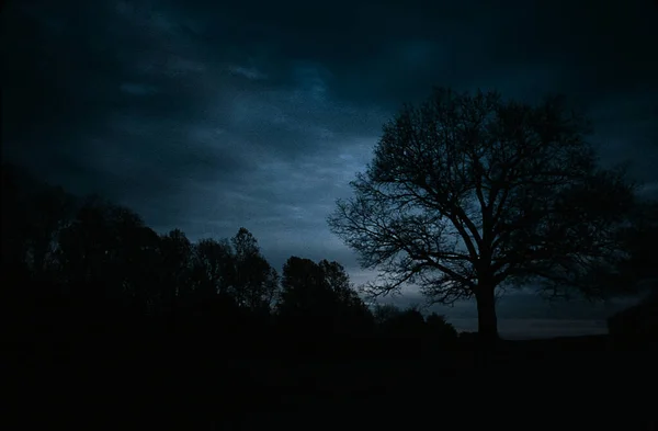 Mooie Nachthemel Met Bomen — Stockfoto