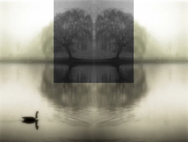 Cigni Nel Lago Buio Alberi Specchio — Foto Stock