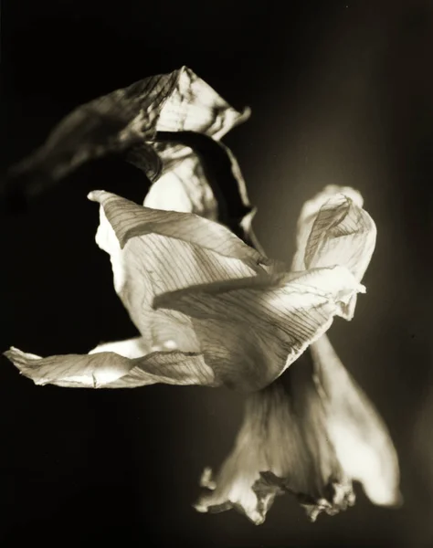 Vacker Påsklilja Botaniska Skott Naturliga Tapeter — Stockfoto