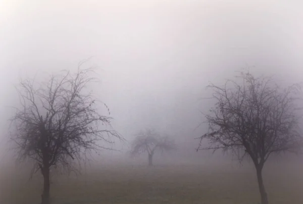 Árboles Medio Niebla Niebla Rocío —  Fotos de Stock