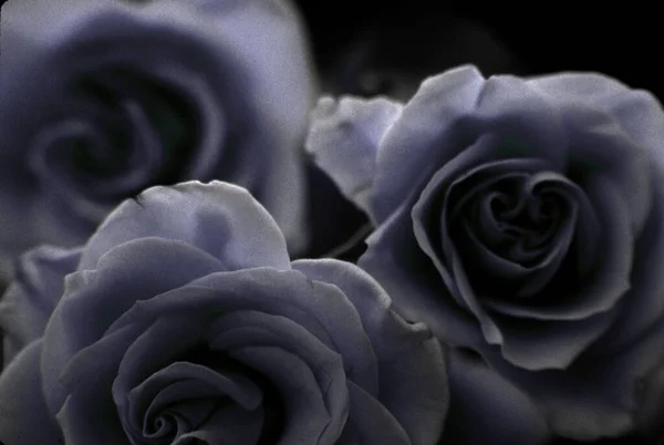 Zarte Schöne Rosen Aus Nächster Nähe — Stockfoto