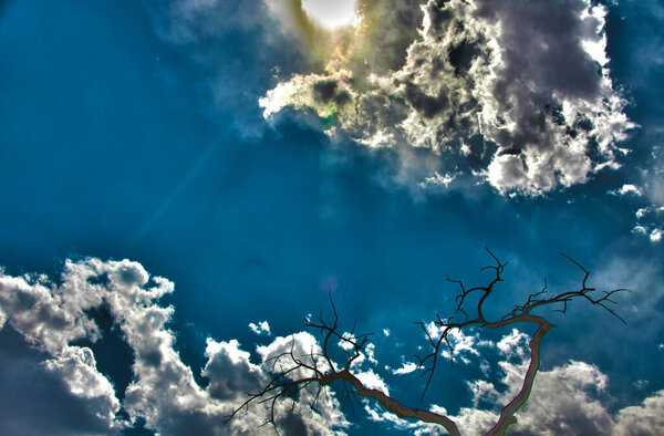 Sky and bare tree branch. 3d rendering.