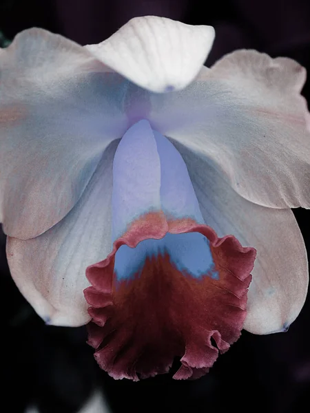 Primer Plano Una Hermosa Flor Fondo — Foto de Stock