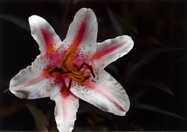 Beautiful Lily Flower Shot Natural Wallpaper — 图库照片