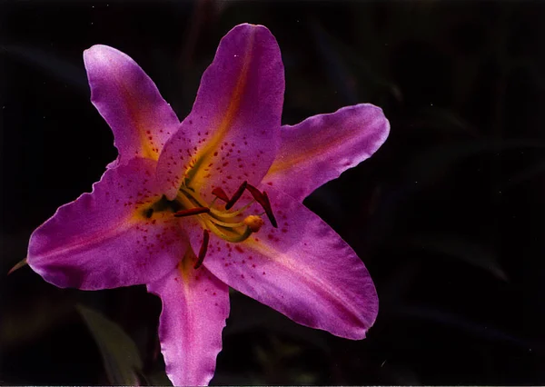 Beautiful Lily Flower Shot Natural Wallpaper — 图库照片