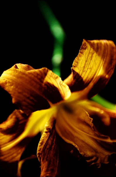 Vista Vicino Del Bellissimo Fiore Giglio — Foto Stock