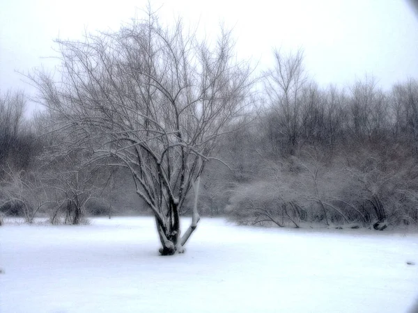 冬天的树 抽象画 — 图库照片