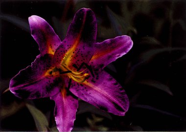 Güzel zambak çiçeği fotoğrafı, doğal duvar kağıdı. 