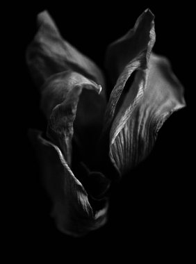 Kurumuş beyaz çiçek. Görüntü siyah beyaz.