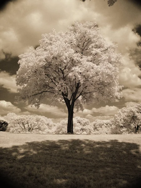 Einsamer Baum Schöner Landschaft — Stockfoto