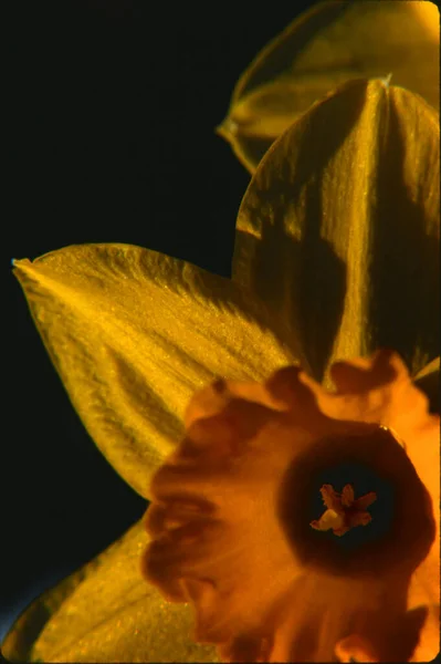 Krásný Narcisový Botanický Záběr Přírodní Tapety — Stock fotografie
