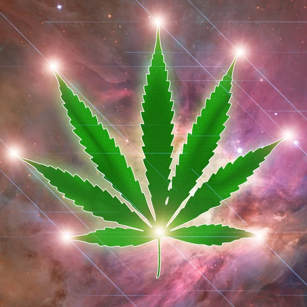 Marihuána Növény Kannabisz Levél Zöld — Stock Fotó