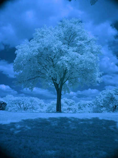 美丽风景中的孤树 — 图库照片