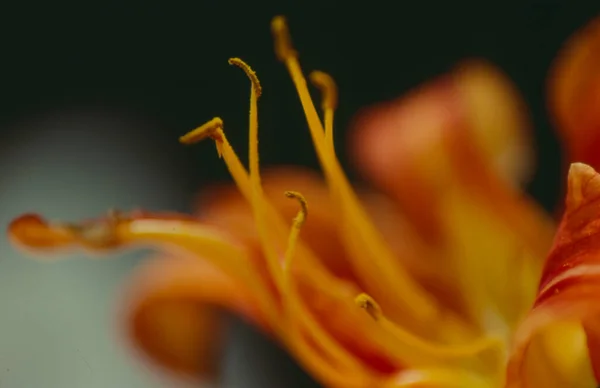 Bir Zambak Çiçeğine Yaklaş — Stok fotoğraf